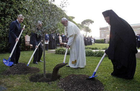 Plantando un olivo
